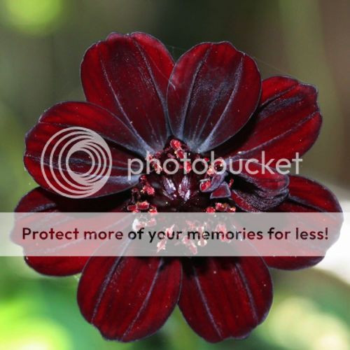 1 Pack 100 Rare Chocolate Cosmos Seeds Cosmos Bipinnatus Calliopsis